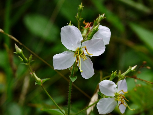 {Rhexia mariana var. mariana}